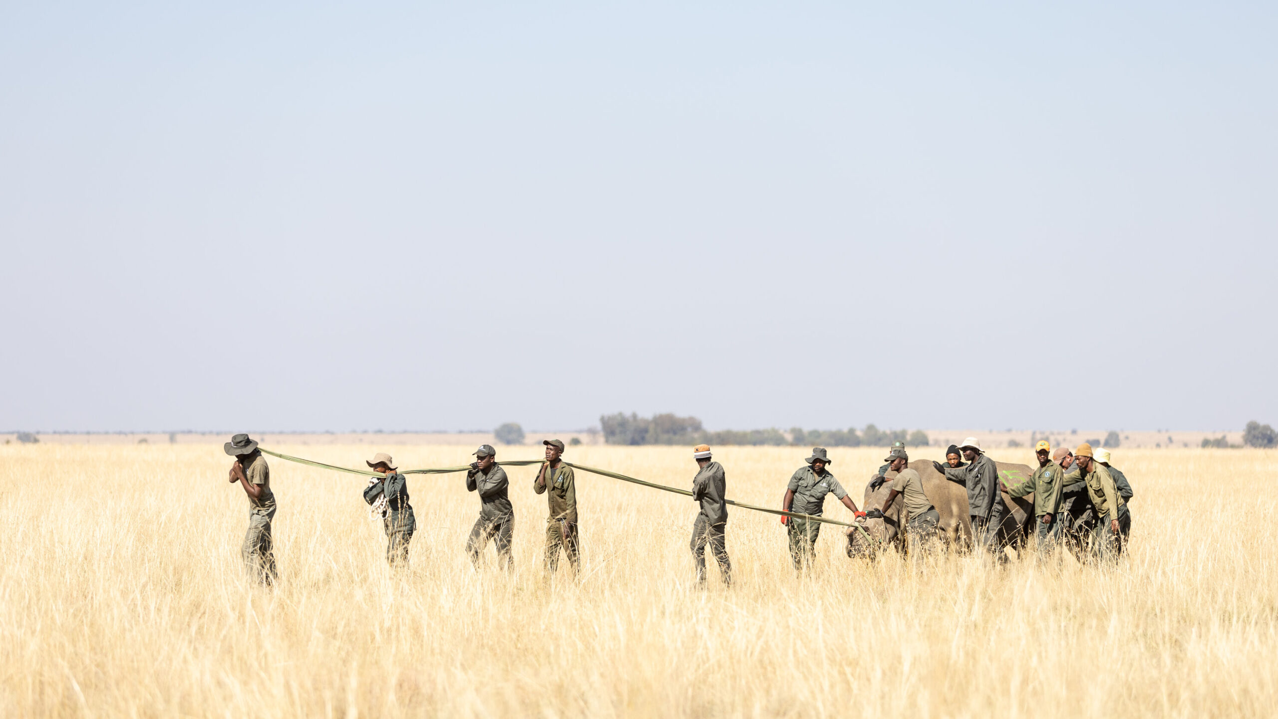 Capture team leading an anaesthetized rhino for 2024 AP Rhino Rewild GKEPF Translocation © Michael Dexter