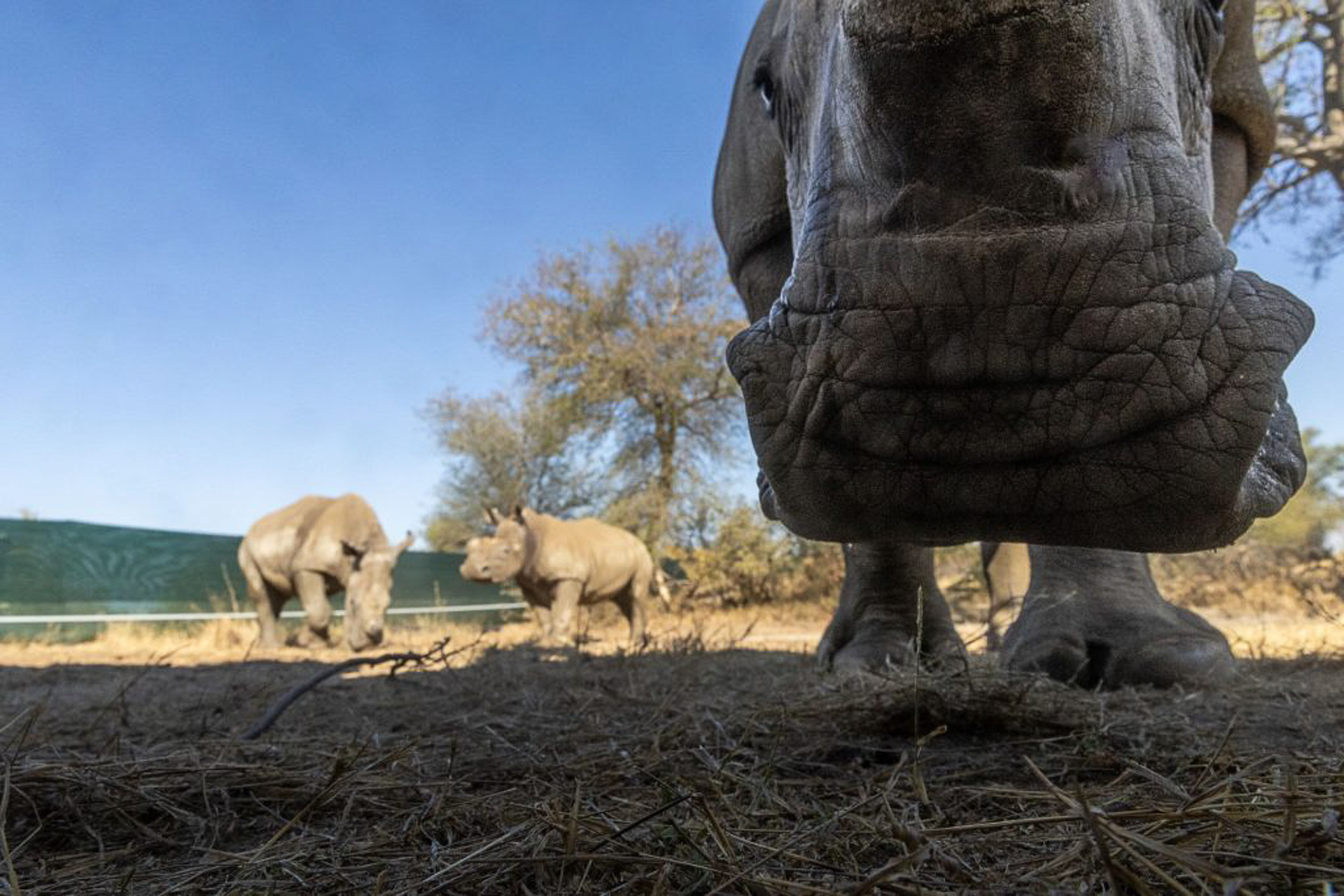 Rhino-in-a-boma-during-the-2024-AP-Rhino-Rewild-GKEPF-Translocation-©-Michael-Dexter-1024×683