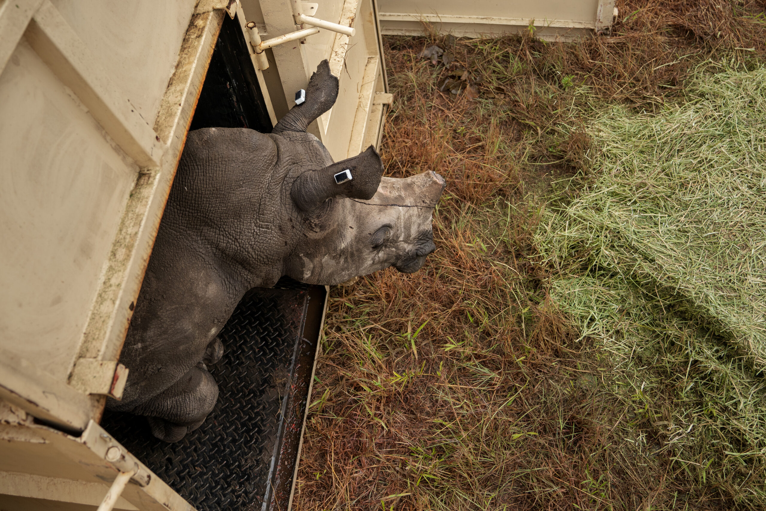 RhinoRelocation-148