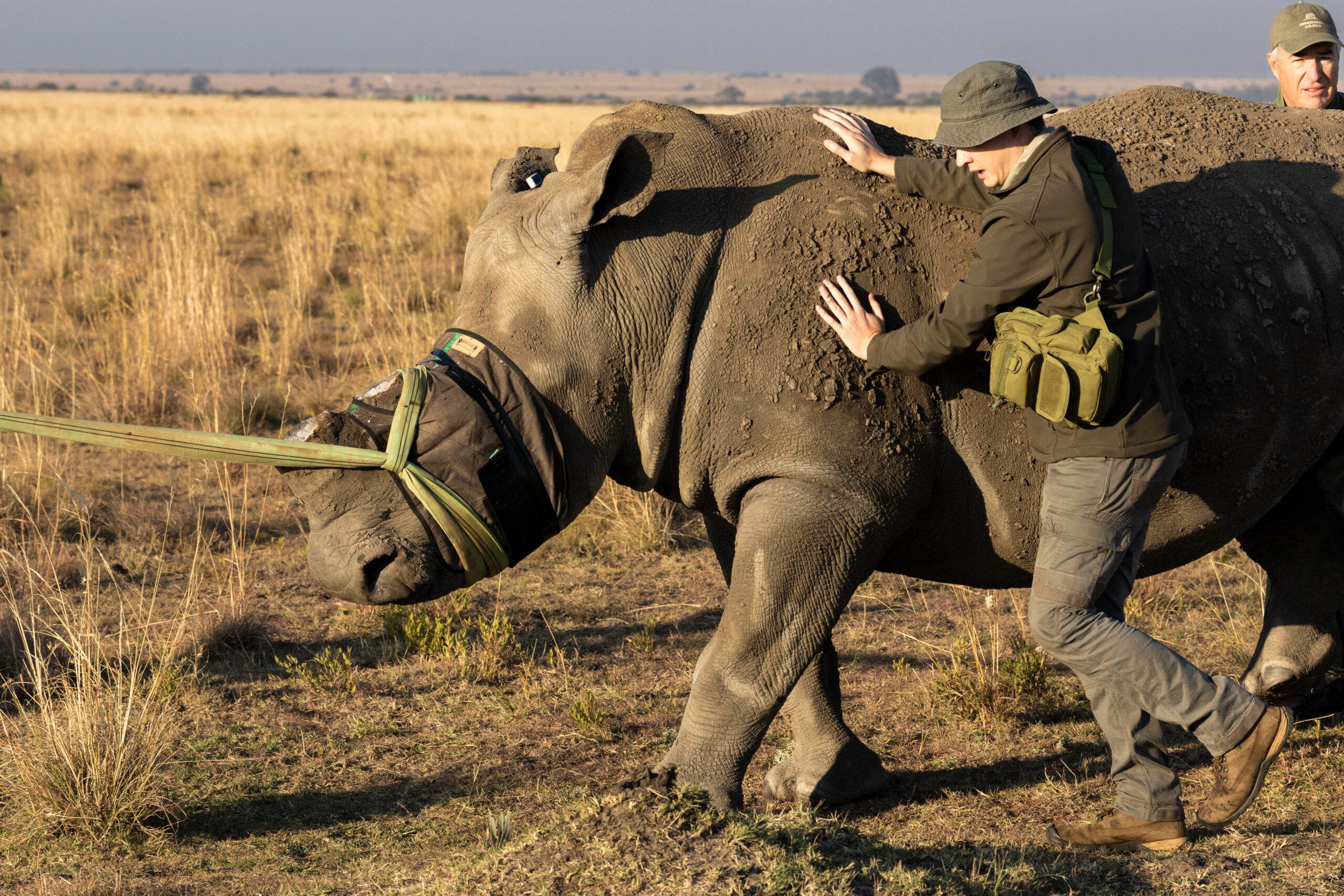 RhinoRelocation-26