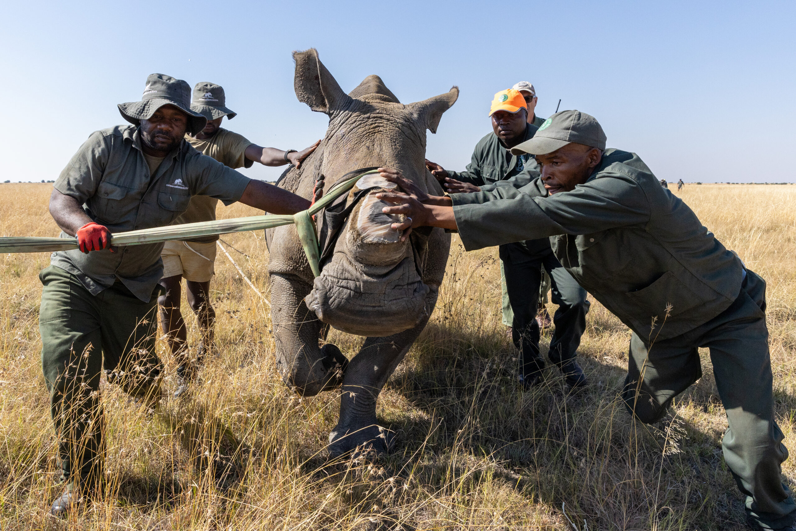 2024 GKEPF Translocation © Michael Dexter (84)