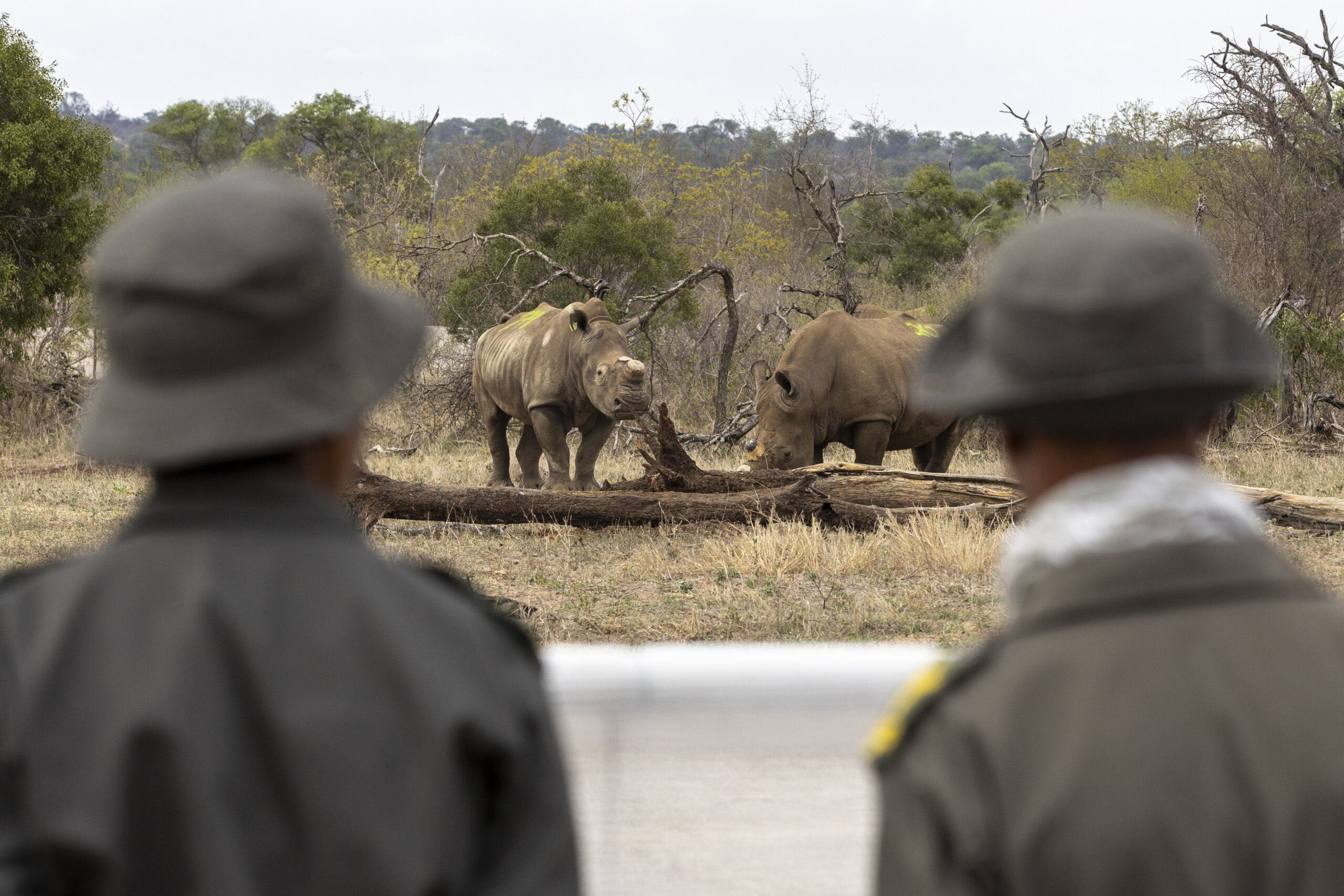 Timbavati_Translocation_MD-106
