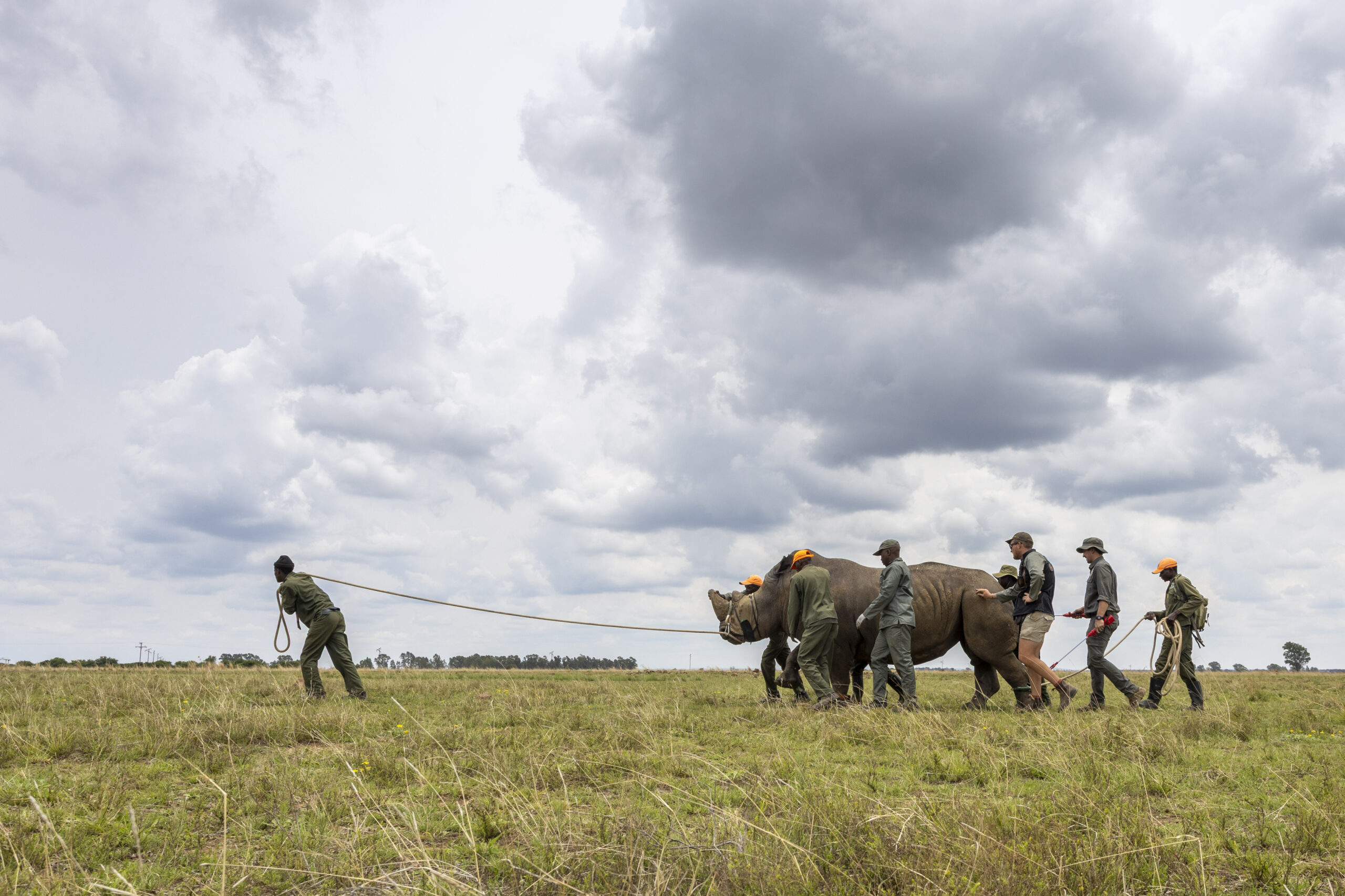 Timbavati_Translocation_MD-75