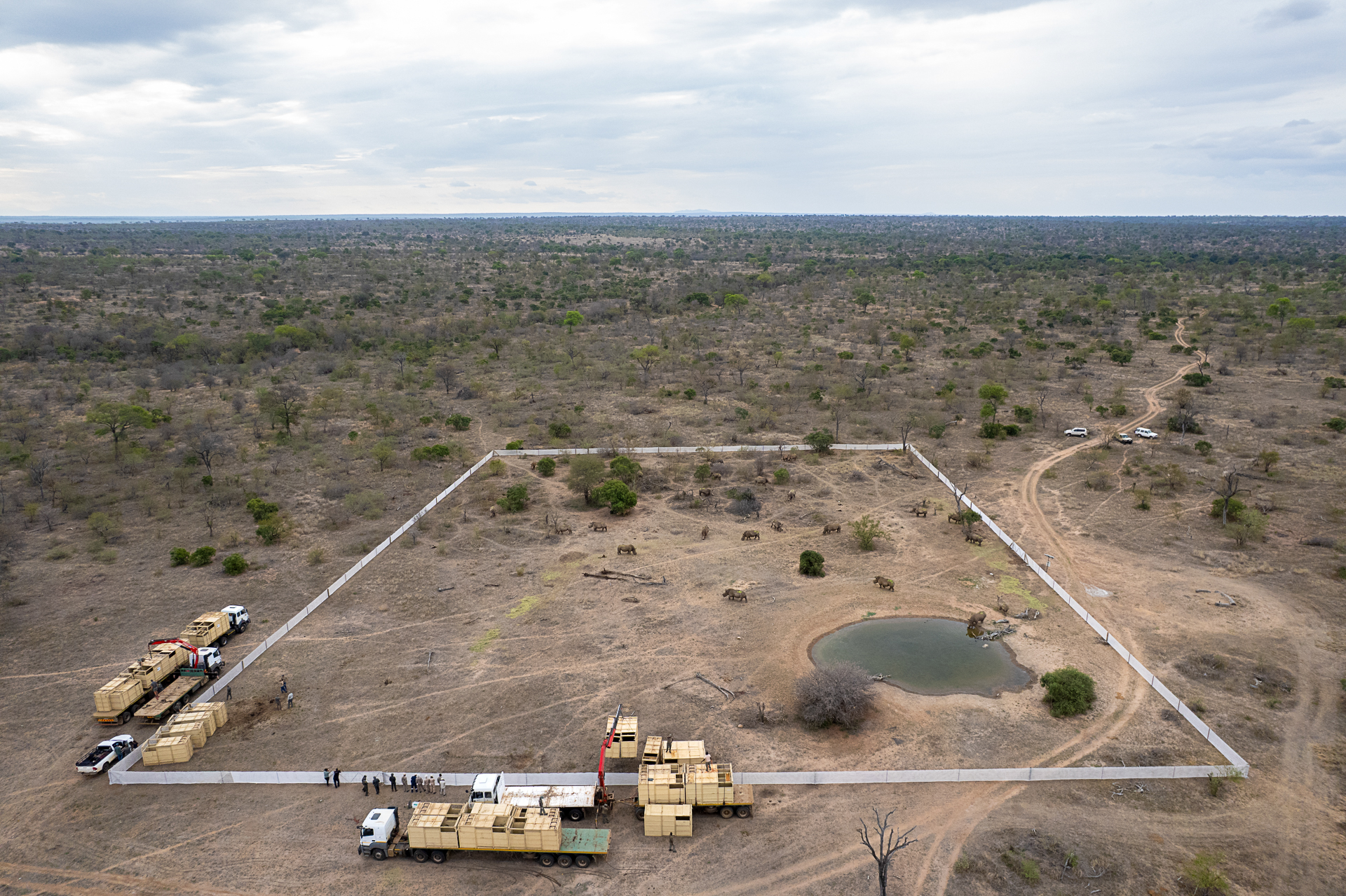 Timbavati_Translocation_MD-120