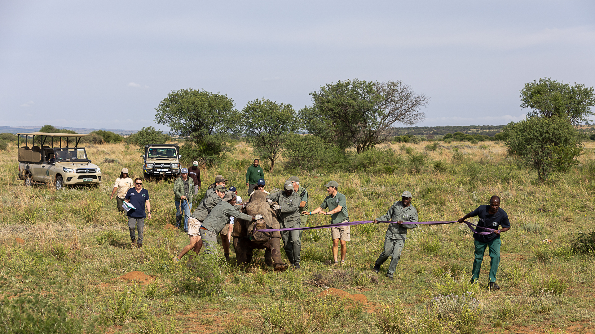 Timbavati_Translocation_MD-44