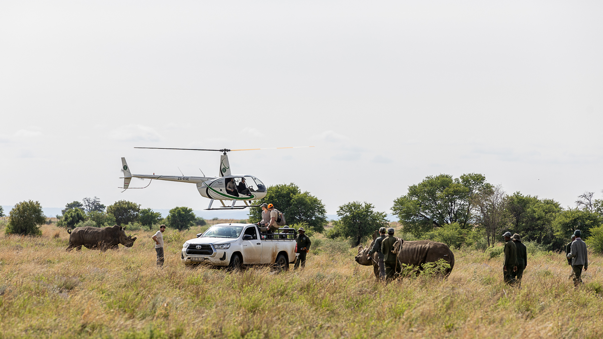 Timbavati_Translocation_MD-47