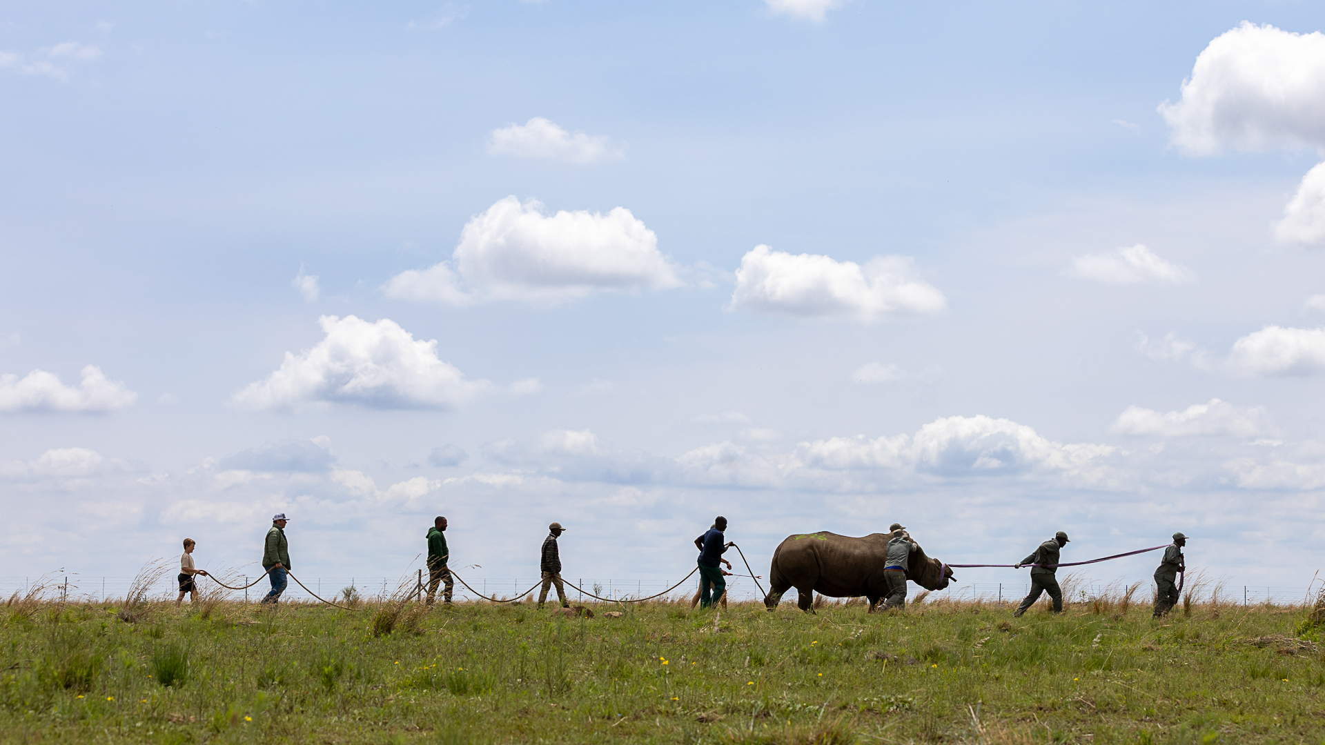 Timbavati_Translocation_MD-60