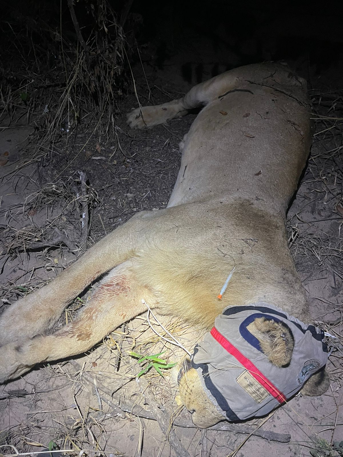 One of several lions that has been translocated back onto GKEPF reserves over the past nine months