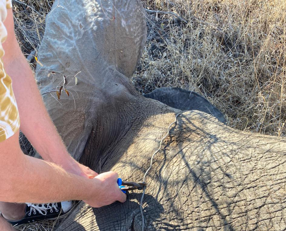 Removing a snare from an elephant_clean